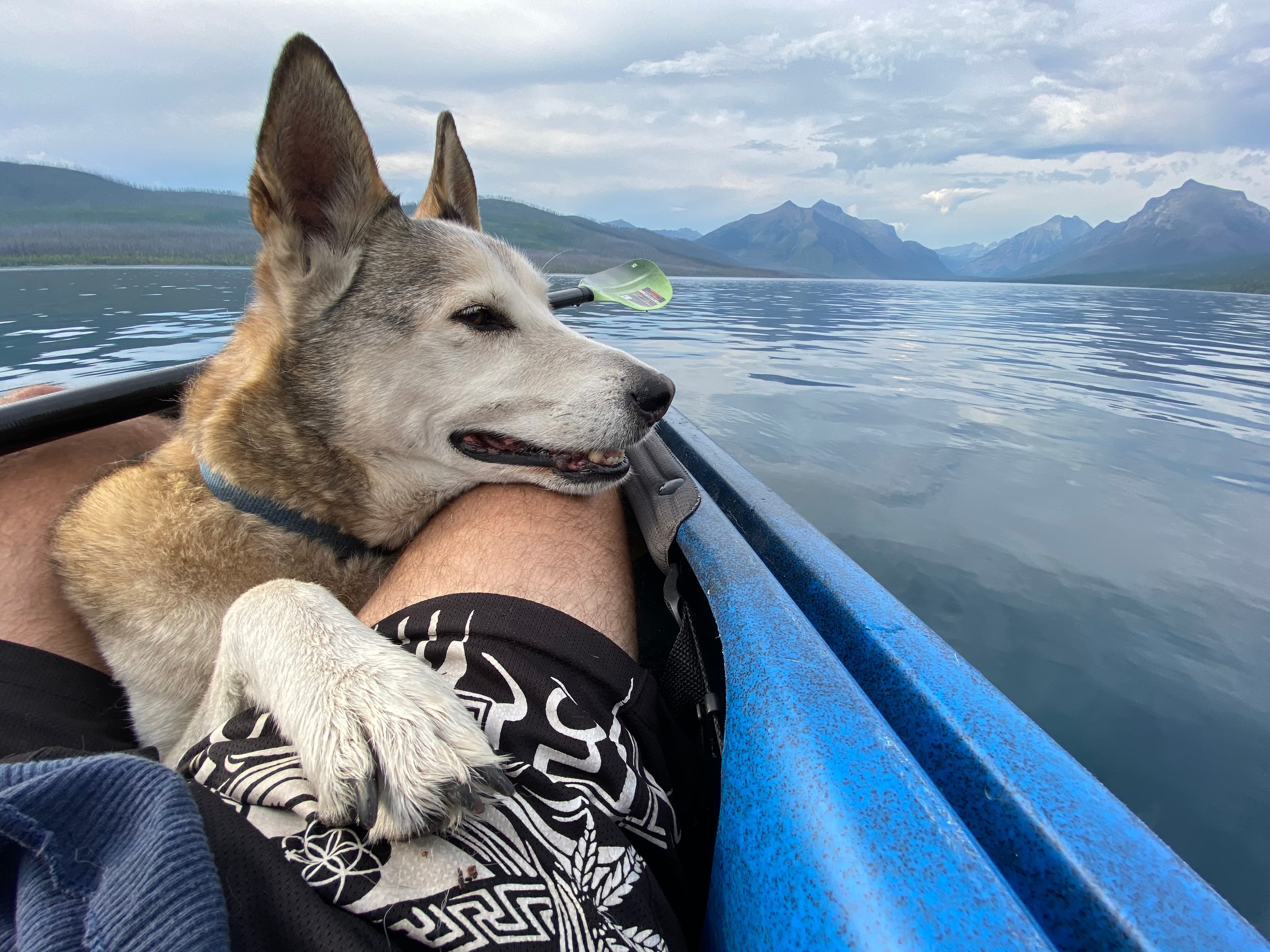 Guzzy — the husky mix who inspired Guzzy World